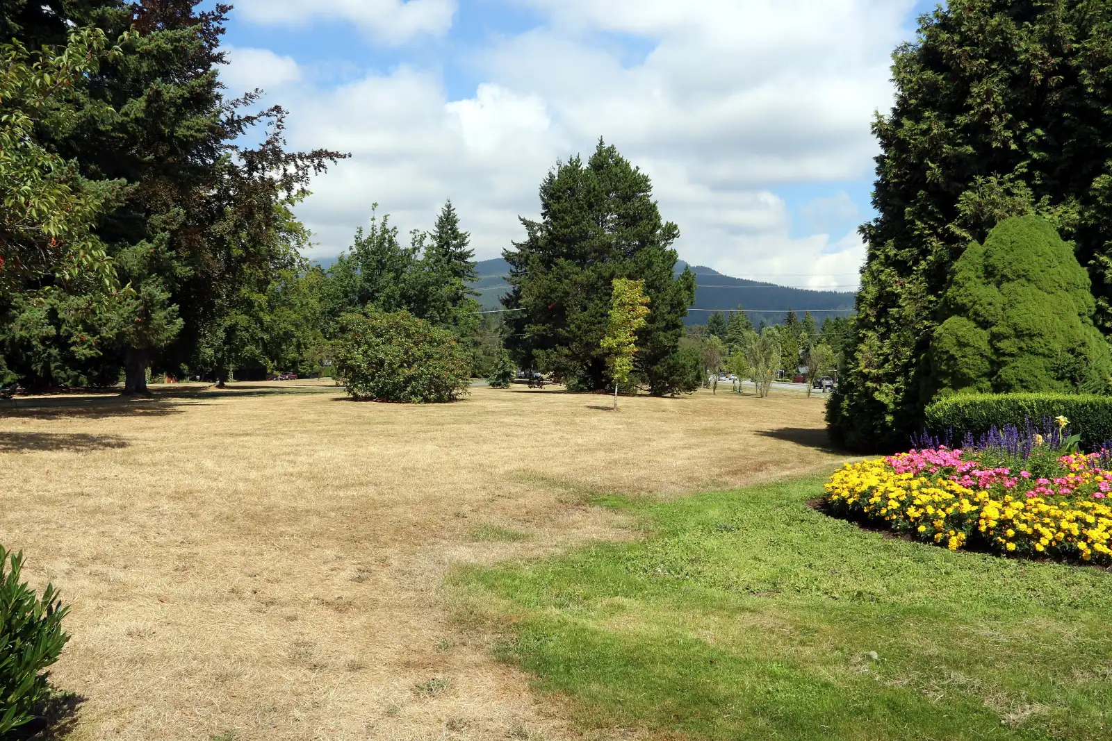 A dry summer lawn with tall evergreen trees and a bed of yellow and pink flowers in Grand Boulevard Park, with a forested mountain behind