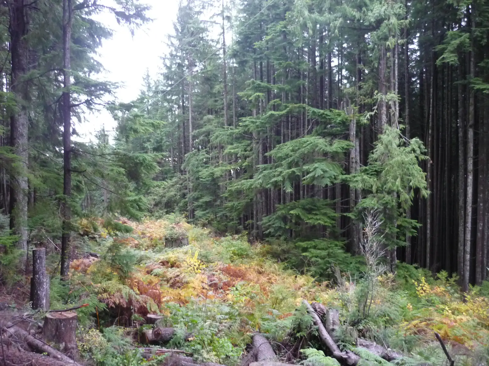 Tall conifers and ferns turning yellow and orange in a forest clearing on the Baden-Powell Trail in West Vancouver