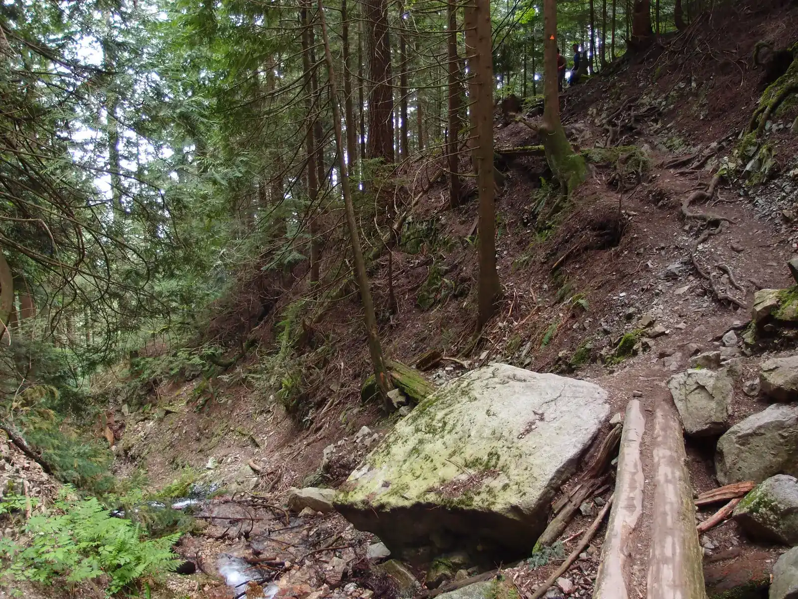 A log footbridge beside a large mossy boulder where the Baden-Powell Trail crosses a small creek in the forest between Grouse Mountain and Lynn Valley