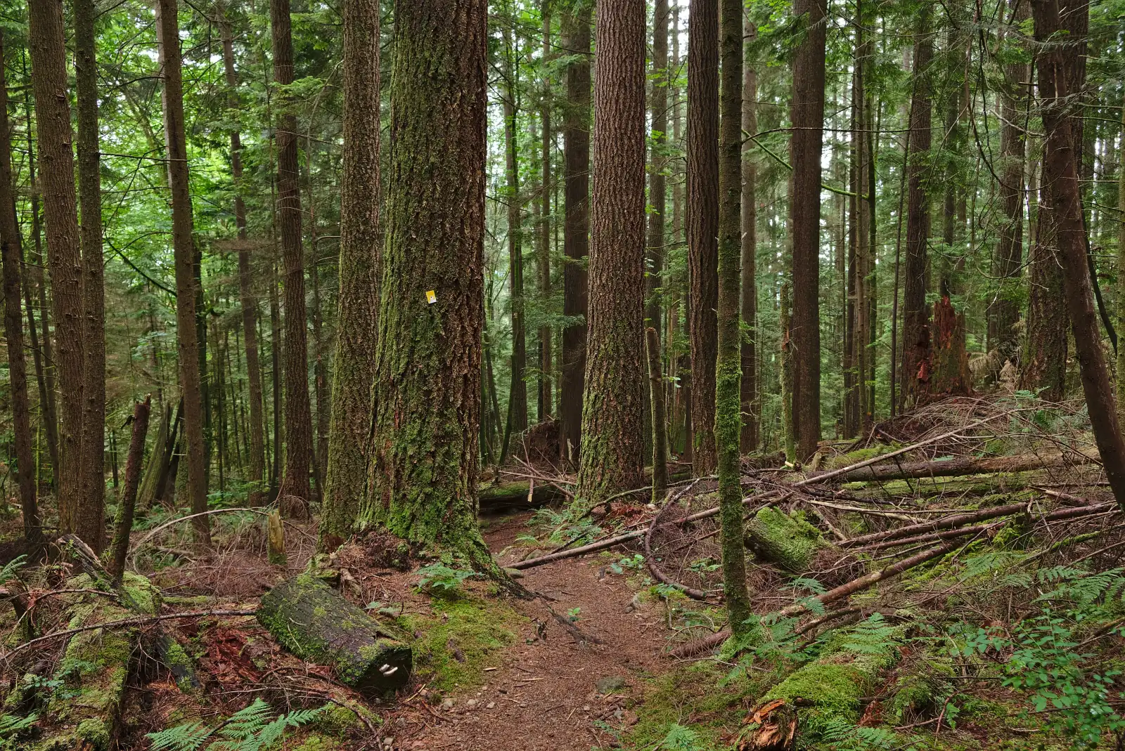 A dirt trail passing between tall tree trunks covered in moss in the forest of Mount Seymour Provincial Park, with fallen logs and ferns beside it