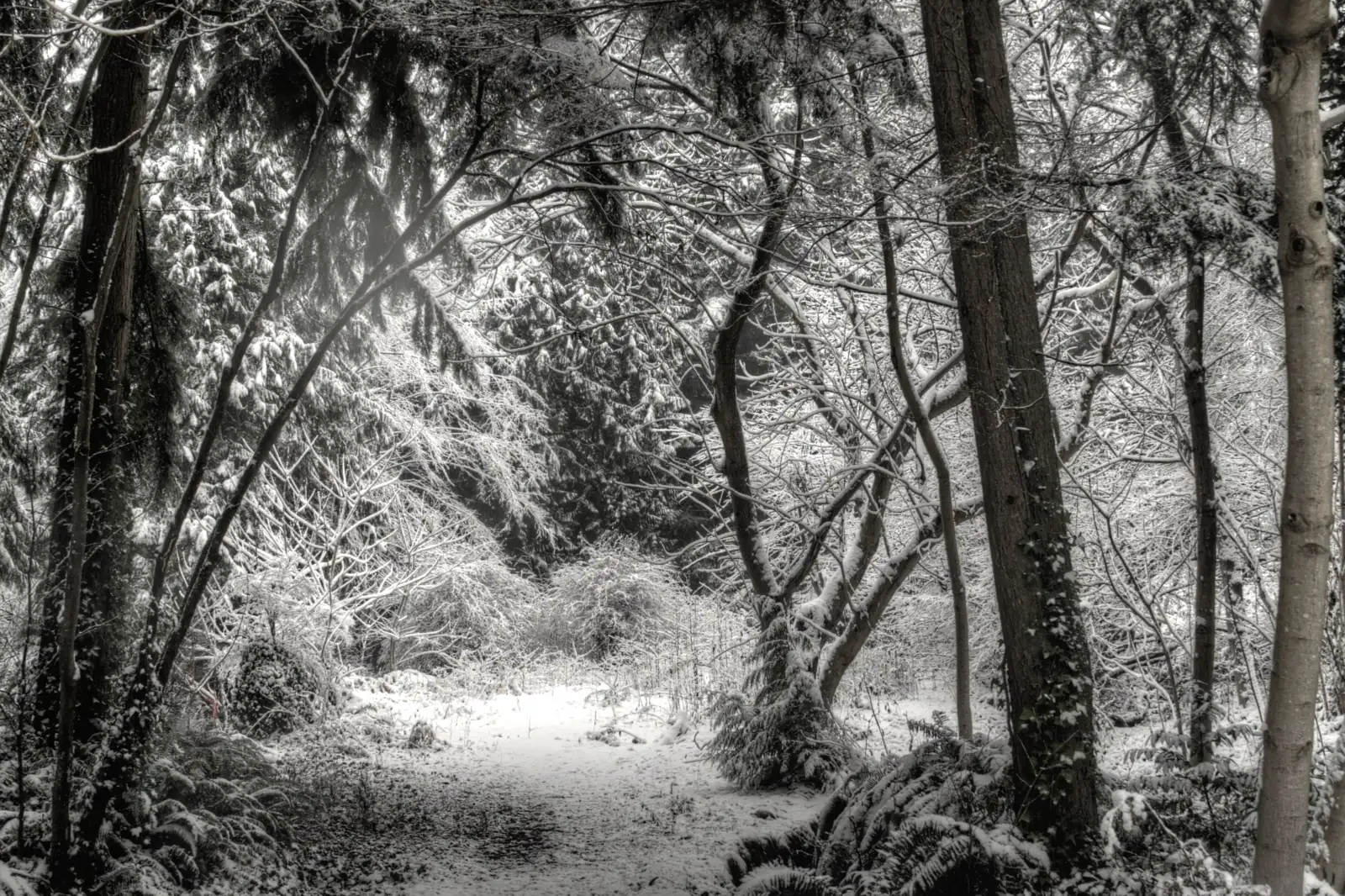 A snow-covered path between tall evergreens and bare trees in Murdo Frazer Park, north of Pemberton Heights