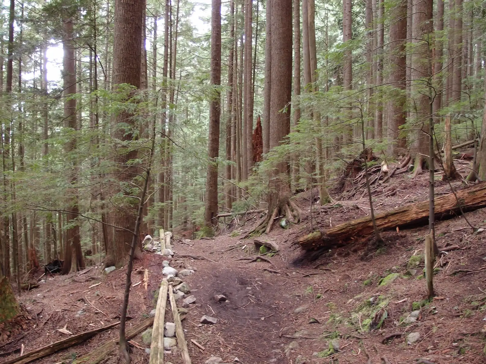 A dirt path edged with stones and logs climbs through tall evergreen trees on the Baden-Powell Trail between Grouse Mountain and Lynn Valley